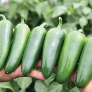 Pepper Everman F1 Seed