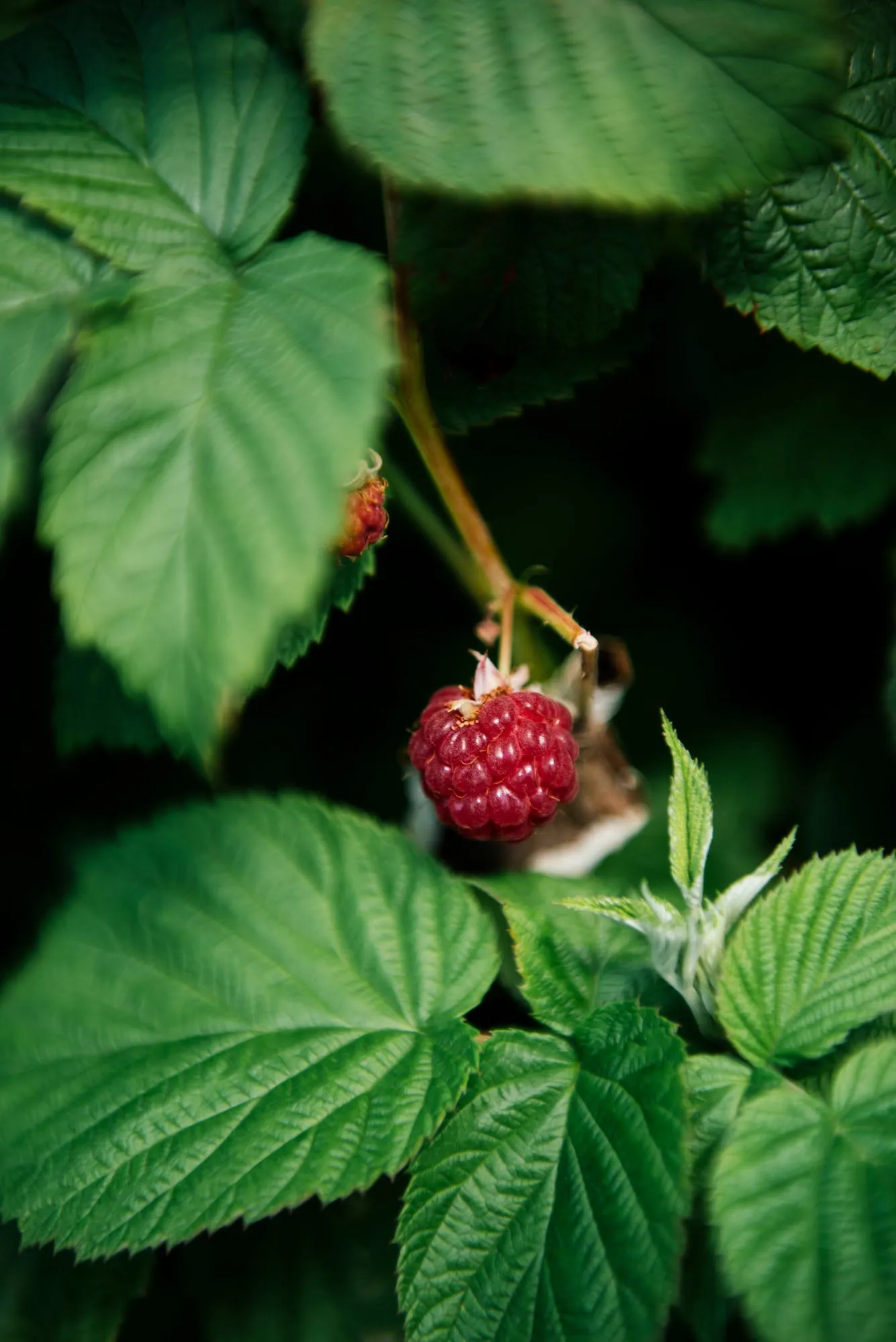 Red Raspberry Spoon Fruit