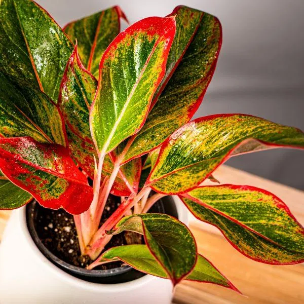 Red Siam Aglaonema