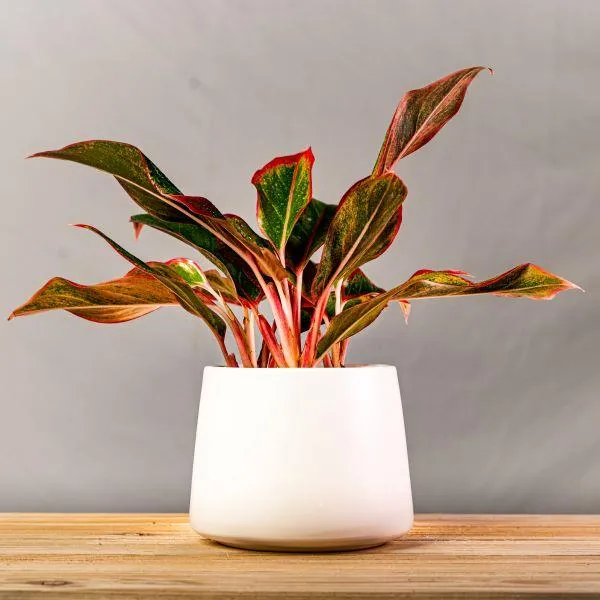 Red Siam Aglaonema
