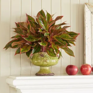 Red Siam Aglaonema