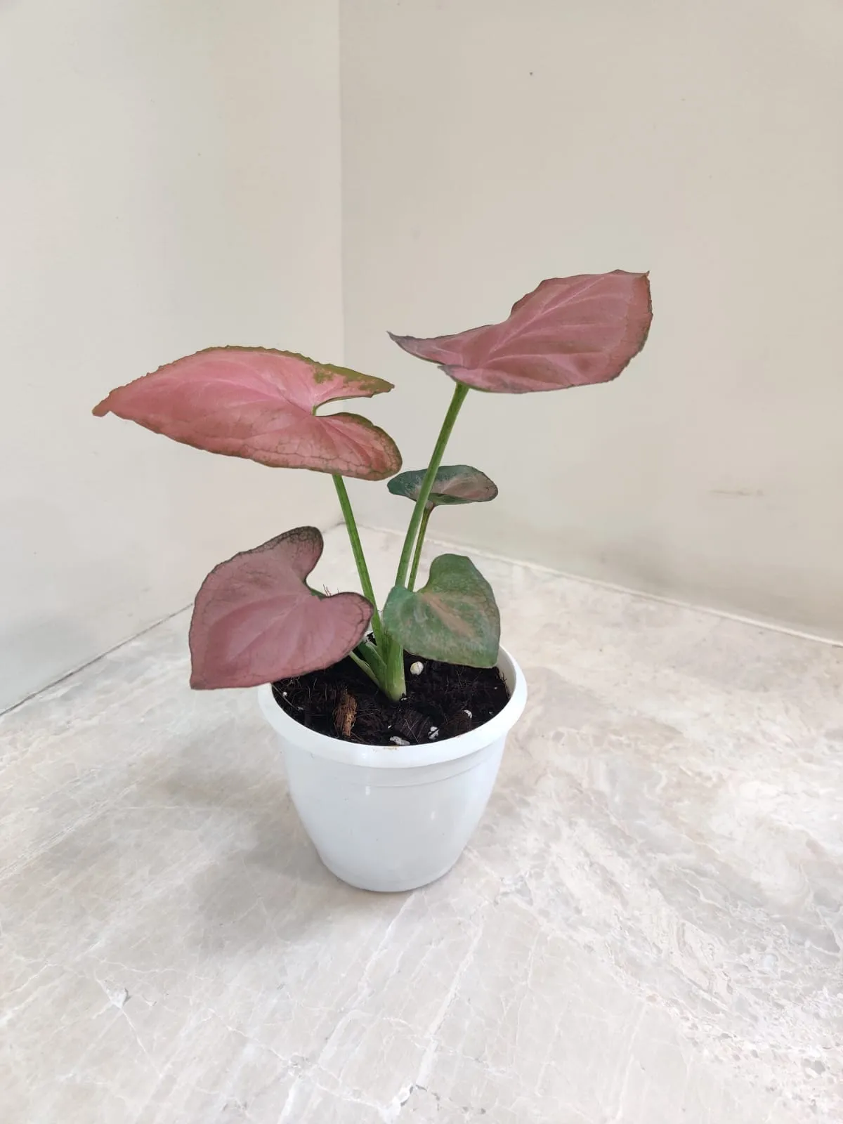 Syngonium Orm Nak Red Plant