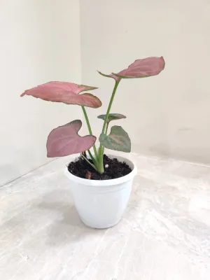 Syngonium Orm Nak Red Plant