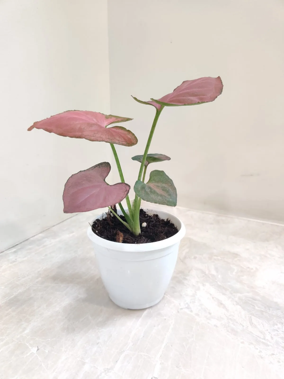 Syngonium Orm Nak Red Plant
