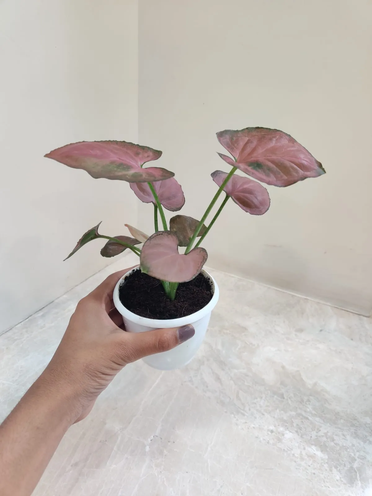 Syngonium Orm Nak Red Plant