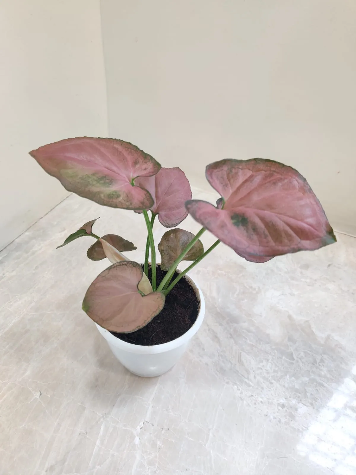 Syngonium Orm Nak Red Plant